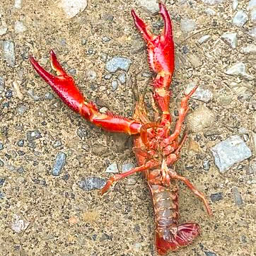 Invasor con Tenazas: El Cangrejo Rojo Americano Llega a Santa Sofía